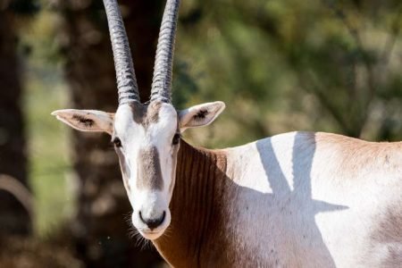 ЗООПАРК DUBAI SAFARI PARK С ГРУППОВЫМ ТРАНСФЕРОМ