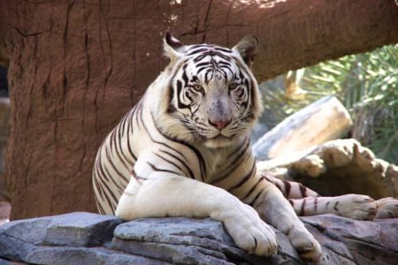 БИЛЕТ В ЗООПАРК В АБУ-ДАБИ (EMIRATES ZOO)